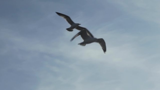 Slow motion shot of a sea gulls flying in the sky over the sun light..