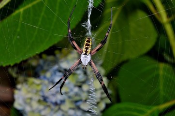 Colorful garden spider in zig zag pattern web