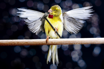 Canary with microphone singing on a stick 