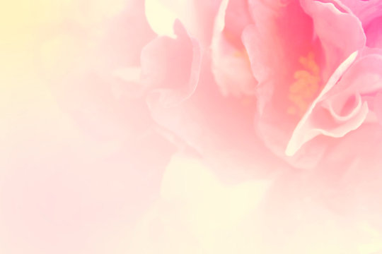 Light petal flower in soft color and blurred style for background