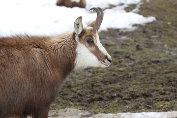 Chamois
