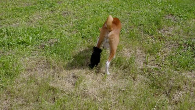 Basenji dog with broken bandaged hind feet having first outdoor stroll after the surgery