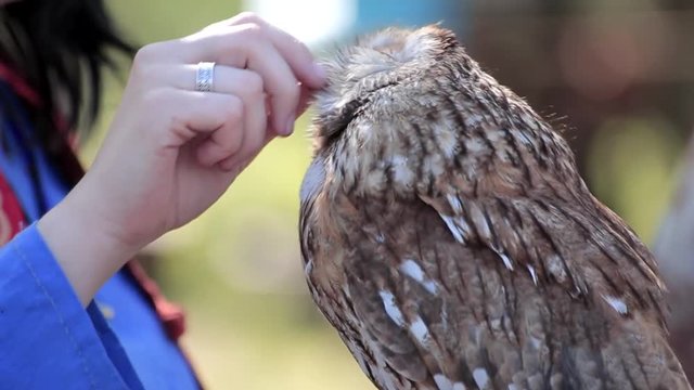 Happy owl in woman's hands