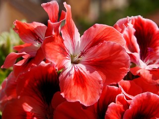pretty flowers of geranium potted plant