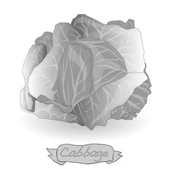 Cabbage vector isolated