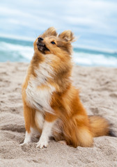 shetland sheepdog on the beach