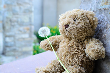 Teddy bear with dandelion