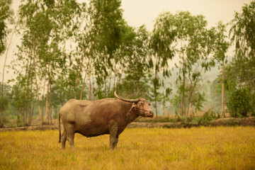 Albino buffalo (White Buffalo) graze on the meadow
