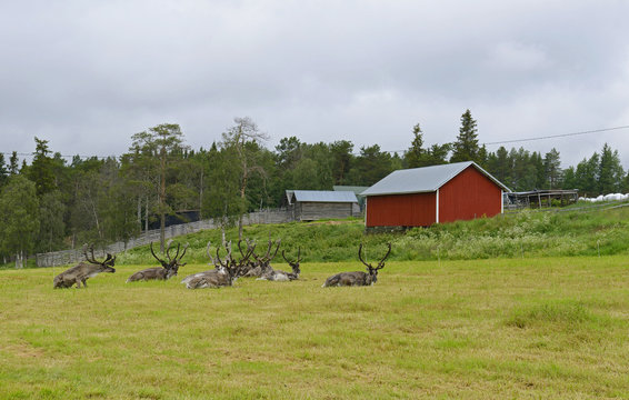 Fototapeta Herd of reindeer. Posio, northern Finland