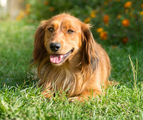 Cute Dachshund dog resting in the grass