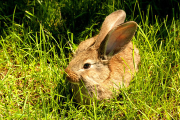 Rabbit in grass.