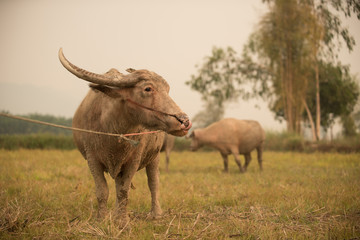 Obraz premium buffalo in field