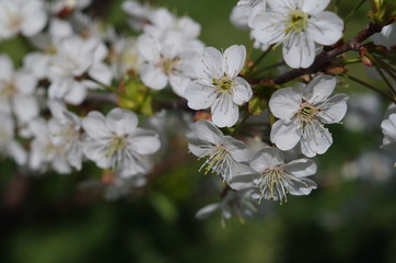 Spring, cherry blossom, close up on green background.
