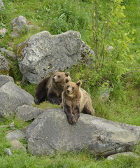 Two brown bears on the rock