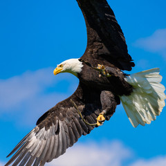 Bald eagle (Haliaeetus leucocephalus) with spread wings against blue sky