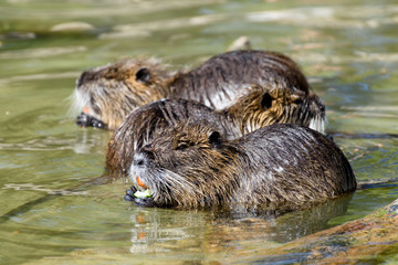 Group of river rats, Nutria (Myocastor coypus) sitting in the water an eating vegetables