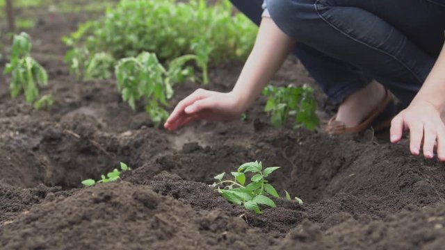 Woman planting vegetables at community garden