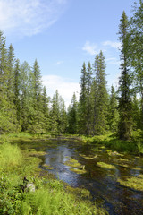 Fototapeta na wymiar Forest River. Northern Finland