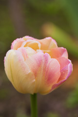Creamy-pink tulip with raindrops close-up.