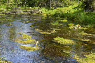 Obraz na płótnie Canvas Swampy forest river