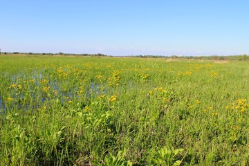 Wet meadow with marsh marigolds 