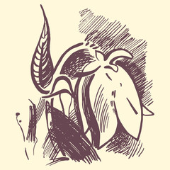 Bluebell flower graphic illustration. Campanula drawing.