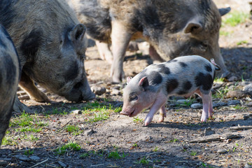 Happy baby wild boar watched by its mother