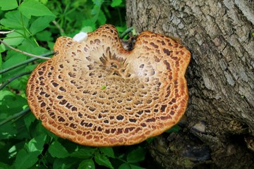 Mushrooms on the tree 