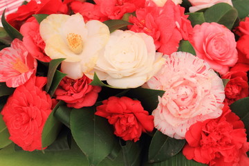 camellia fiore tropicale asiatico