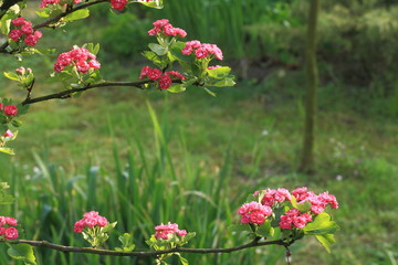 Pink & purple hawthorn on a branch