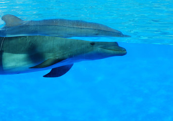 Naklejka premium Delfín en el agua, mamífero acuático