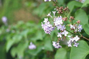 The common lilac blooming in the garden