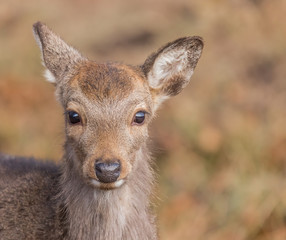 Young deer in a forrest north of Copenhagen, Denmark.