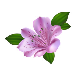 Pink and violet alstromeria flower isolated on white background vector illustration