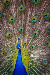 Peacock (Indian peafowl) - 111199765