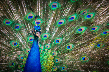 Peacock (Indian peafowl) - 111199774