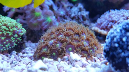 Zoanthid coral in tropical aquarium