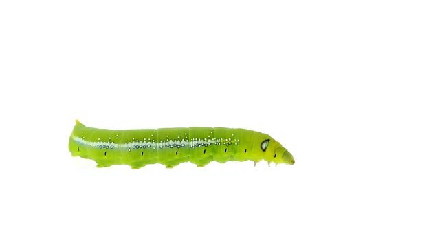 Green worm isolated on white background