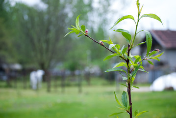 Young tree blossoming with little flowers