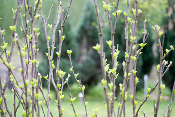 Young tree blossoming with little flowers