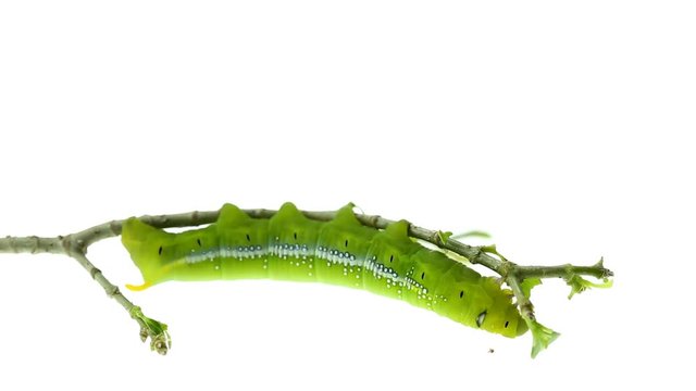 Green worm isolated on white background