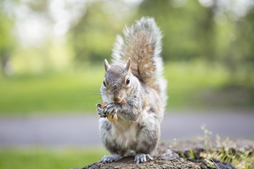 Thank you for my Nut. A wild grey squirrel excitedly takes the nuts given and quickly gobbles them down.