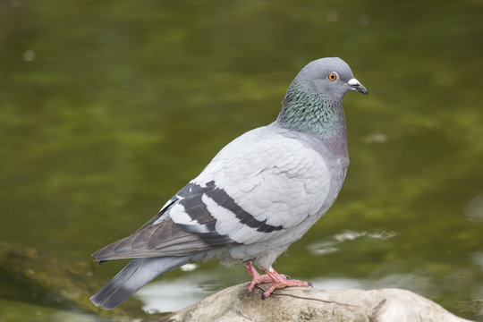 Rock dove at a pond

