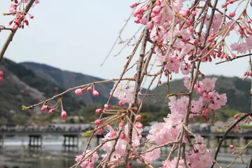 Papier Peint photo Fleur de cerisier 嵐山の桜と渡月橋