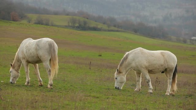 Two Beautiful White Horses Grazing In Pasture