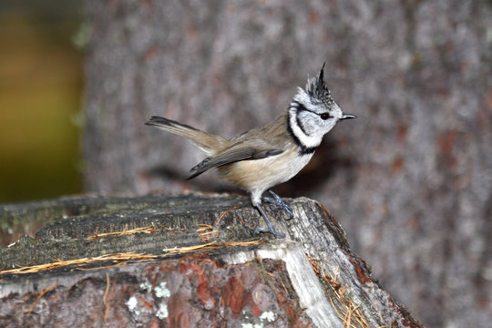 cincia dal ciuffo parus cristatus uccello passeriforme paride ricerca cibo  in mangiatoie inverno pontresina parco nazionale engadina svizzera