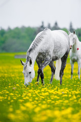 gray horse grazing in dandelion field