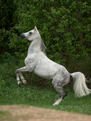 Obraz na płótnie Canvas arabian stallion