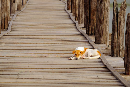 Moody image of dog lying on textured wooden boardwalk