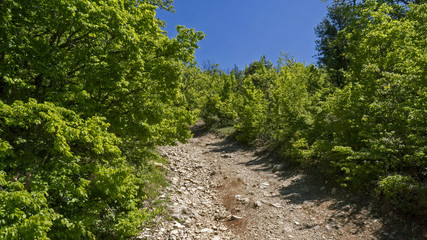 Fototapeta na wymiar road woods among trees summer. Shrubs along edges path. Mountain road among low green trees. Lush foliage. Blue sky. Background of forest trackway. Wild garden of shrubs. To go on the road